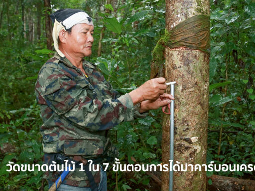 โมเดลคาร์บอนเครดิต Mae Fah Luang Foundation – SD Perspectives : Sustainability Media in Thailand