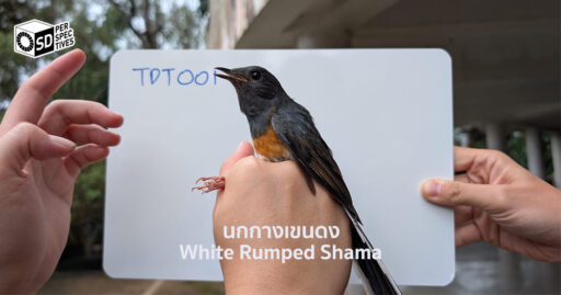 MFLF Nature-Based Infrastructure โครงสร้างธรรมชาติยั่งยืน | SD Perspectives : ESG & Business Strategy Media in Thailand From CSR to Core Infrastructure for sustainable development | SD Perspectives : ESG & Business Strategy Media in Thailand