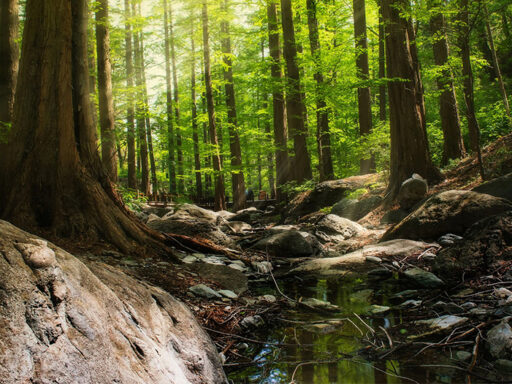 แนวคิด Biodiversity และ Nature-based Solutions เชื่อมธรรมชาติกับกลยุทธ์ธุรกิจและ ESG – SD Perspectives : ESG & Business Strategy Media in Thailand