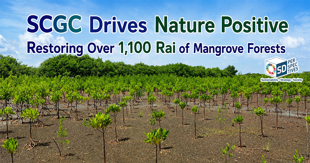 SCGC mangrove restoration project supporting Nature Positive strategy, biodiversity conservation, and carbon credit development in Thailand