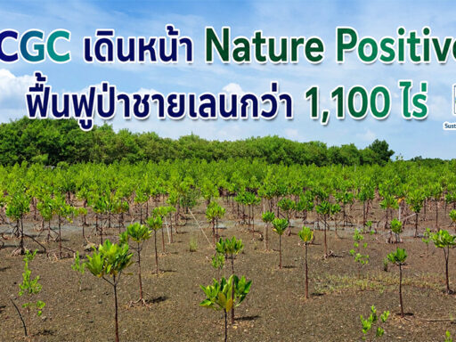 SCGC ฟื้นฟูป่าชายเลนกว่า 1,100 ไร่ ภายใต้กลยุทธ์ Nature Positive เพื่อสร้างสมดุลระบบนิเวศทางทะเลและสนับสนุนคาร์บอนเครดิต