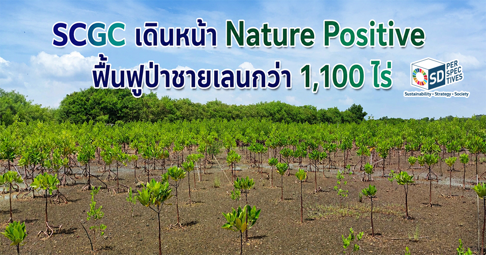 SCGC ฟื้นฟูป่าชายเลนกว่า 1,100 ไร่ ภายใต้กลยุทธ์ Nature Positive เพื่อสร้างสมดุลระบบนิเวศทางทะเลและสนับสนุนคาร์บอนเครดิต