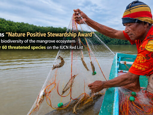 Local fisherman working in a restored mangrove ecosystem associated with SCGC’s Nature Positive Stewardship Award and biodiversity conservation initiatives : SD Perspectives : ESG & Business Strategy Media in Thailand